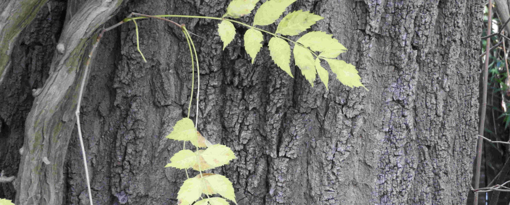 Go to www.CambiumEd.Ca Go to www.CambiumEd.Ca